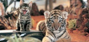 Что общего у тигров, львов и домашних кошек: видеонаблюдение