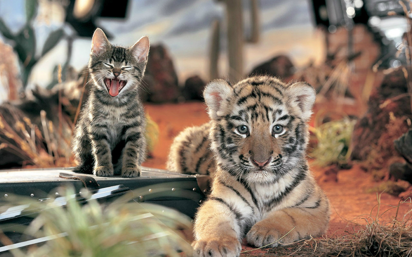 Что общего у тигров, львов и домашних кошек: видеонаблюдение