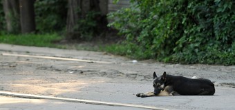 В Донецке собака целый год ждет бросивших ее хозяев. Фото