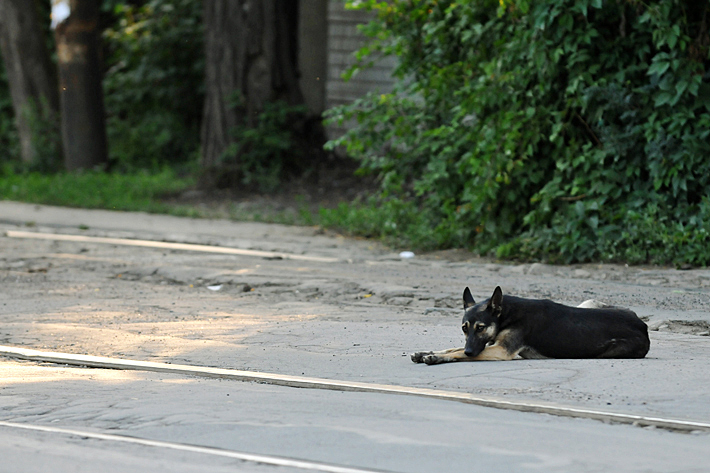 В Донецке собака целый год ждет бросивших ее хозяев. Фото