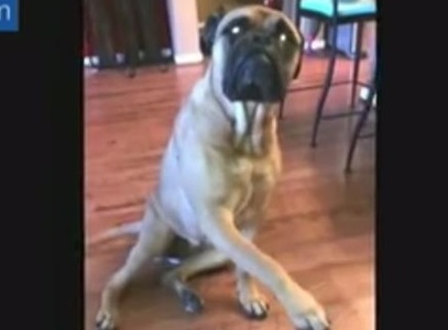 Сеть «разорвало» видео о собаке, «сдавшей» своего друга