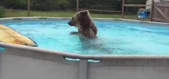 Ролик с медведем в бассейне бьет рекорды на Youtube. Видео
