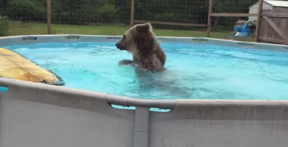 Ролик с медведем в бассейне бьет рекорды на Youtube. Видео