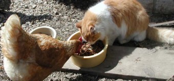 Хит сети: Курица прогнала кота, чтобы съесть его обед. Видео