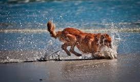 Топ просмотров: Бешеная гонка собаки к морю. Видео