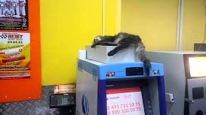 Сеть «взорвал» ленивый кот, парализовавший работу банкомата. Видео