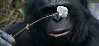 Гениальный шимпанзе-кулинар стал звездой интернета. Видео