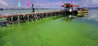 Водоросли в Карибском море становятся ядовитыми. Видео
