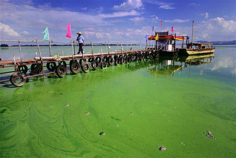 Водоросли в Карибском море становятся ядовитыми. Видео