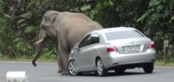 В США слон «уселся» на капот авто. Видео