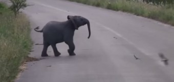 Сеть «взорвало» видео со слоненком, играющегося с ласточками