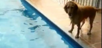 Хит сети: собака придумала оригинальный способ достать мяч из бассейна. Видео
