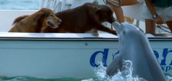 Дельфин выпрыгнул из воды, чтобы поцеловать собаку. Видео