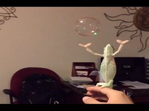 Топ интернета: хамелеон радуется мыльным пузырям. Видео