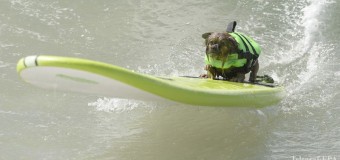 Самое смешное видео: собаки-серферы стали звездами сети