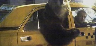 В России очевидцы засняли медведя на заднем сидении «Волги». Видео