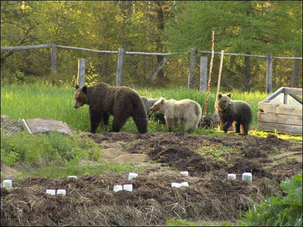 Хит сети: в России на огороде медведи собирают картошку. Видео