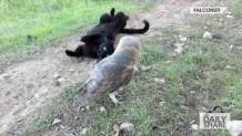 Необычные друзья: котенок играет с совой. Видео