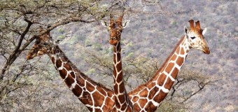 Самые забавные снимки живтоных: неозмутимый лемур и трехглавый жираф