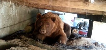 Хит сети: медведь отомстил за то, что его прогнали. Видео