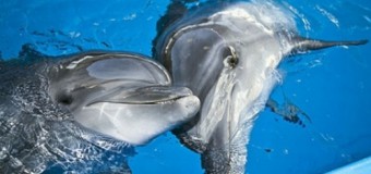 Хит сети: дельфины танцуют ламбаду. Видео