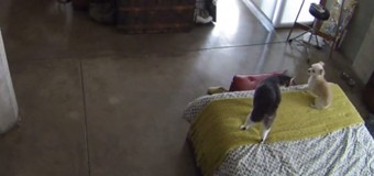 Хит сети: кошка научила пса знать свое место. Видео