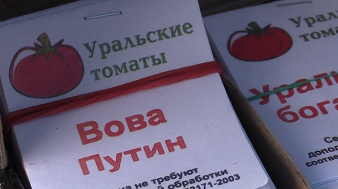 Хит сети: в России новый сорт маленьких помидор назвали «Вова Путин». Видео