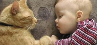Дети и коты — любовь навсегда. Фото