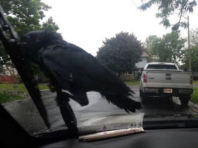 Смех до слез: чудная ворона решила прокатиться на дворниках авто. Видео