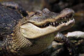 В Луизиане крокодилы гуляют по улицам. Видео