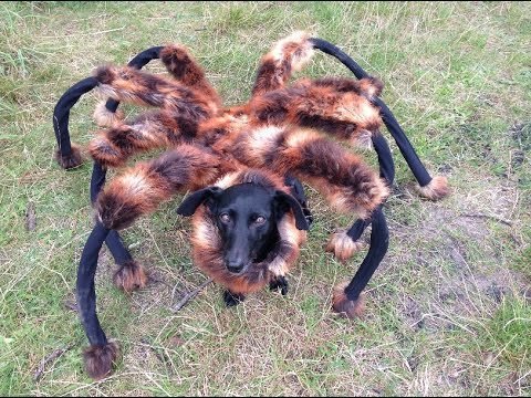 Собака-тарантул собрала 150 млн просмотров на YouTube. Видео