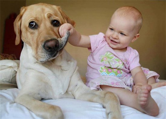 Хит сети: собака и малыш радуются приезду папы. Видео