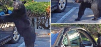 Медведь угнал автомобиль на глазах у туристов. Видео