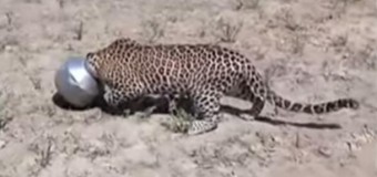 Хит сети: леопард застрял в бидоне и попросил людей о помощи. Видео