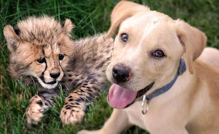 Маленький гепард и щенок стали лучшими друзьями. Фото