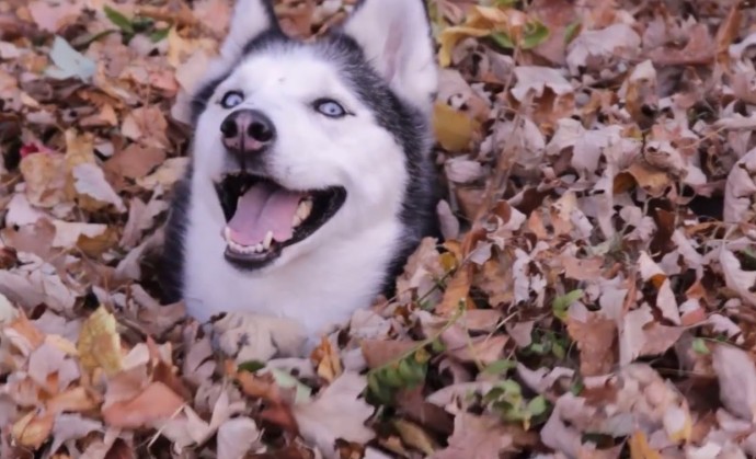Счастливый пес радуется осени необычным способом. Видео