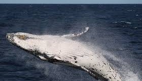 Хит сети: кит станцевал для своих спасителей. Видео