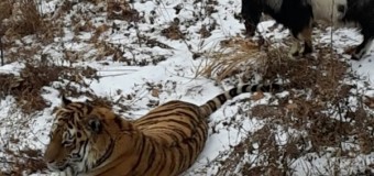 Посетители зоопарка попросили расселить друзей — тигра Амура и козла Тимура. Видео