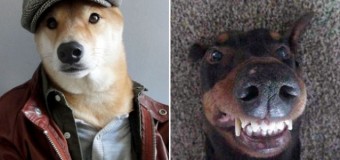 Невероятные селфи собак рассмешили пользователей интернет. Фото