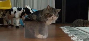 Хит сети: знаменитый кот Мару никогда не сдается. Видео