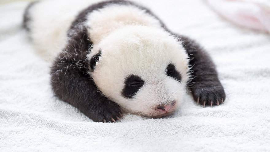 Очаровательные маленькте панды стали звездами ести. Фото