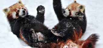 Красные панды веселятся, впервые увидев снег. Видео
