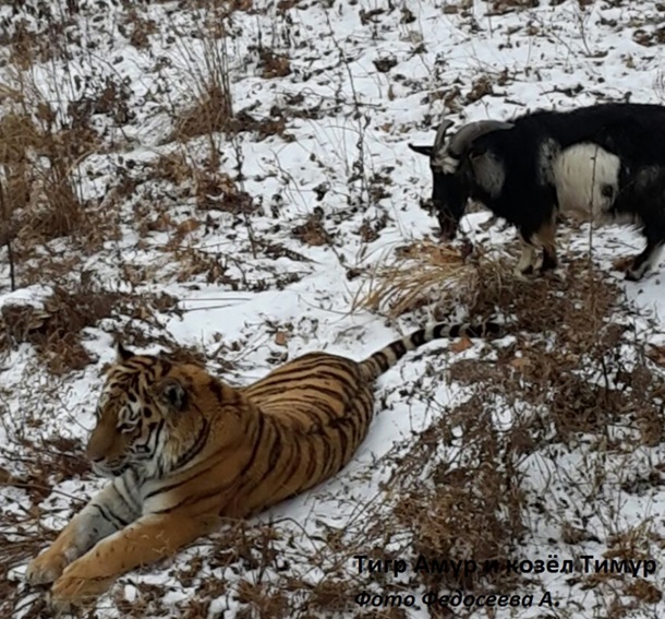 В российском зоопарке козел выжил тигра из спальни. Видео