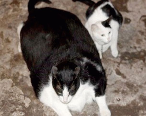 Самый толстый в мире кот покорил сеть. Фото