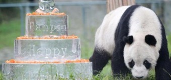 Панду-долгожителя поздравили с днем рождения. Фото