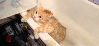 Кот заговорил человеческим голосом, когда хозяйка решила его помыть. Видео