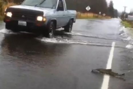 На дорогах США плавает лосось. Видео