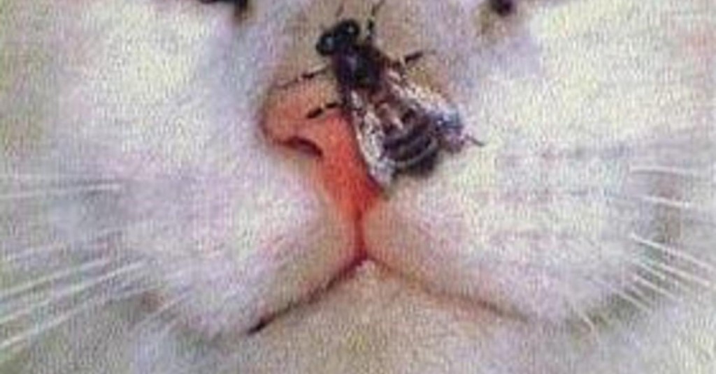 Ужаленный пчелой кот «взорвал» сеть. Фото