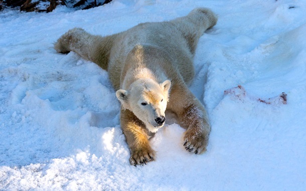 Хит сети: белым медведям подарили 26 тонн снега. Видео