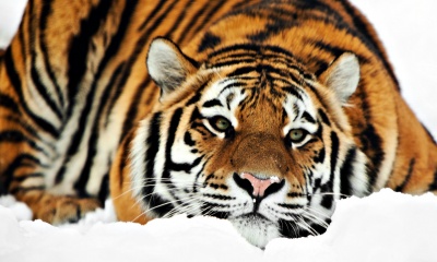 Забавная тигрица научилась лепить снеговиков. Видео